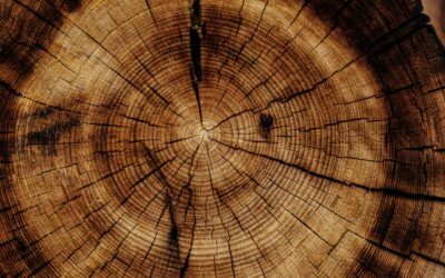 La differenza tra legno duro e legno tenero